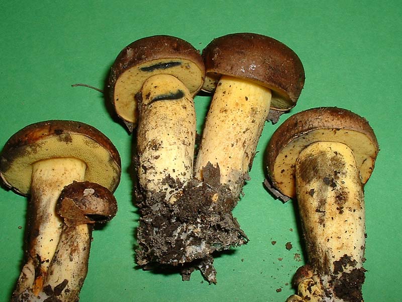 Boletus pulverulentus - La Micoflora della Toscana - II